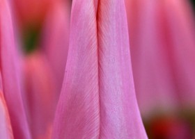 Tulipa Neper ® (3)